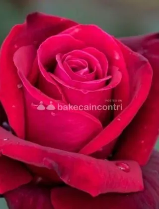 3917582980 - Aaa Italiana Naturale Aaa