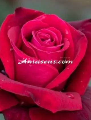 3926995548 - Italiana Naturale