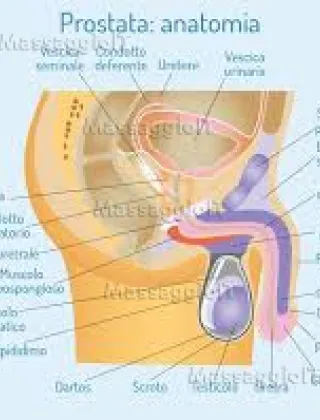 3514848467 - Massaggi Milf Torino