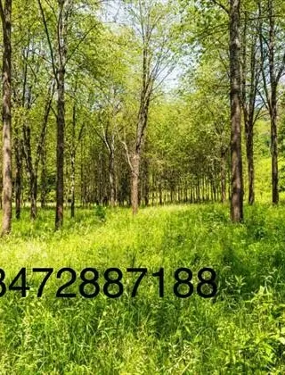 3472887188 - Avventura 3472887188