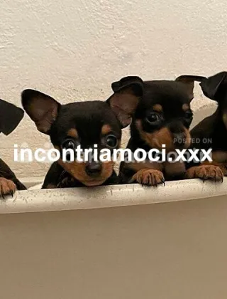 3926803170 - Trans A Crema Foto ? ? ? Reali